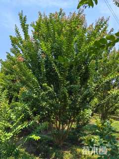 高度150厘米丛生紫薇