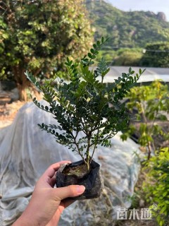 高度20厘米胡椒木