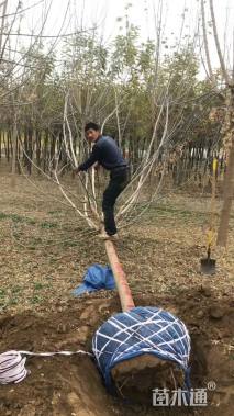 13公分金叶复叶槭