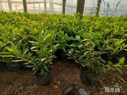 高度30厘米毛鹃