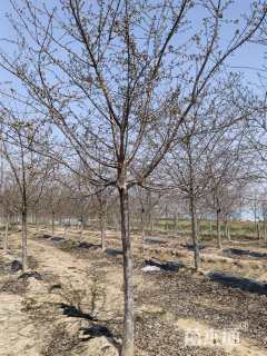 11公分红粉佳人樱