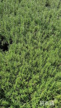 高度20厘米迷迭香