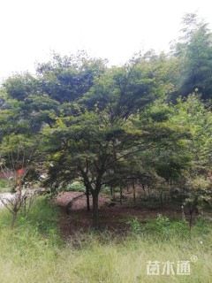 15公分红枫
