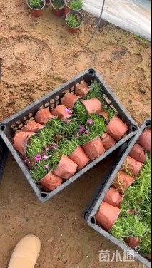 高度20厘米欧石竹