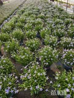 高度20厘米彩星花