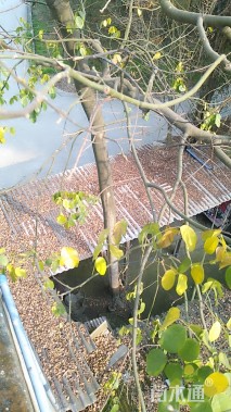 15公分红豆树