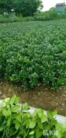 100公分无刺枸骨