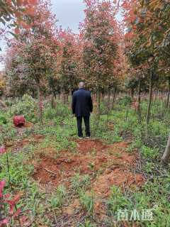 10公分红叶石楠