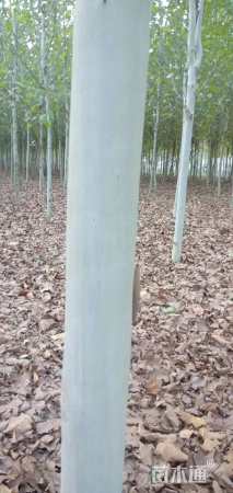 10公分法桐
