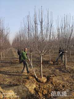10公分西府海棠