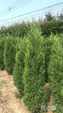 高度180厘米塔柏