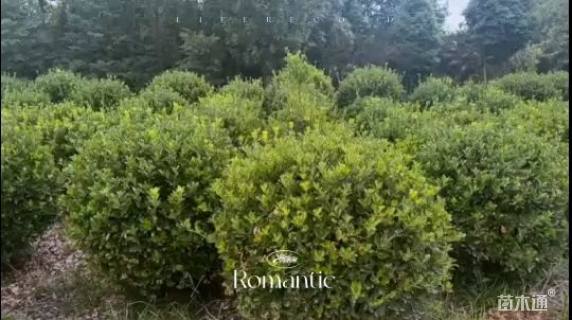 高度100厘米大叶黄杨