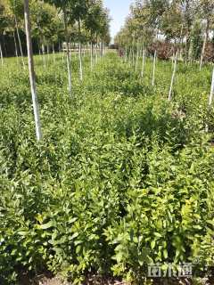 高度60厘米水蜡