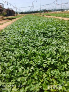 高度30厘米五叶委陵菜