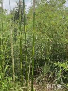 地栽苗毛竹