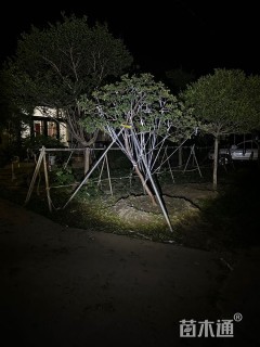 9公分广玉兰