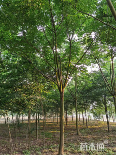 12公分栾树
