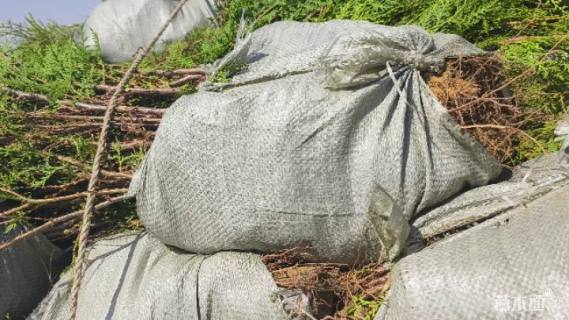 高度60厘米红柳