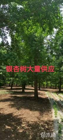 20公分银杏