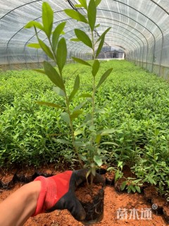 高度25厘米杜鹃