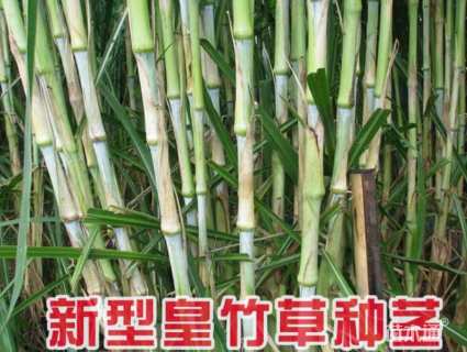 皇竹草种节