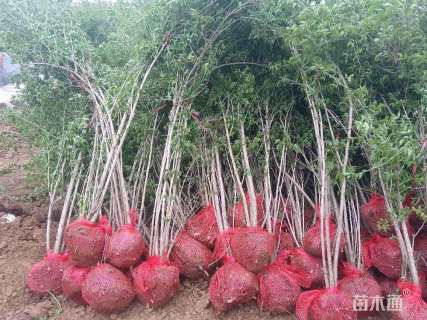 高度120厘米丛生金银木