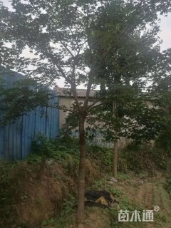 15公分元宝枫