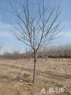 12公分高杆樱花