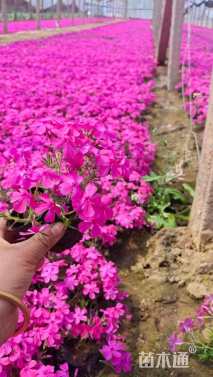 高度15厘米丛生福禄考