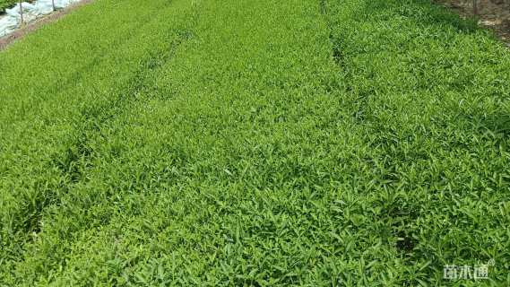 高度10厘米马鞭草