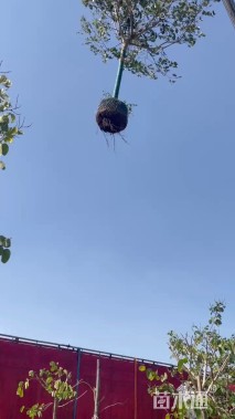 10公分洋紫荆
