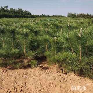 高度100厘米黑松