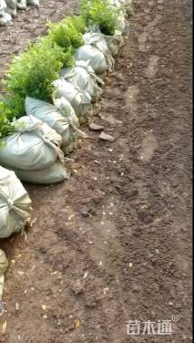 高度30厘米满天星