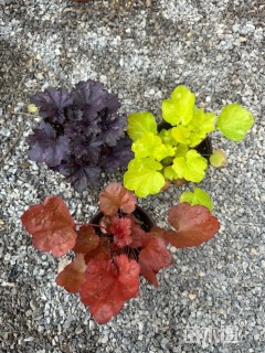 高度20厘米矾根