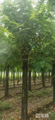 12公分香花槐