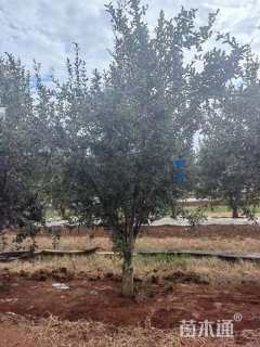 高度350厘米突尼斯软籽石榴