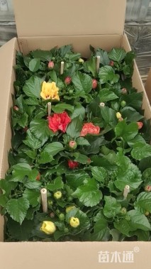 高度25厘米丹麦木槿