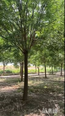 28公分大叶女贞