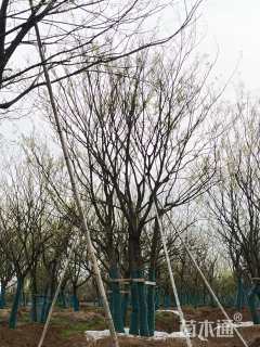 80公分丛生朴树