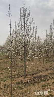 13公分彩叶豆梨