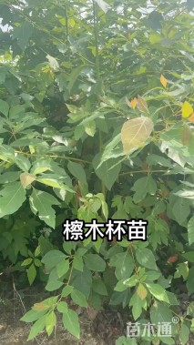 1公分檫木