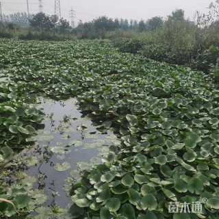 高度50厘米睡莲