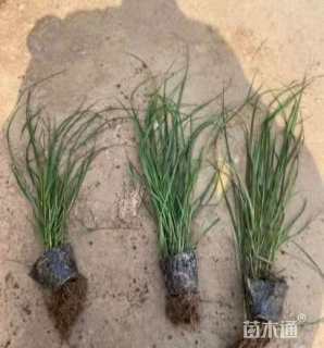 高度15厘米青绿苔草