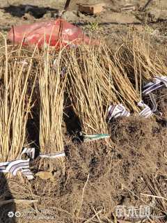 高度20厘米红王子锦带