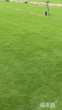 草块状马尼拉草