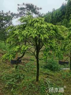 高度200厘米瓜子黄杨