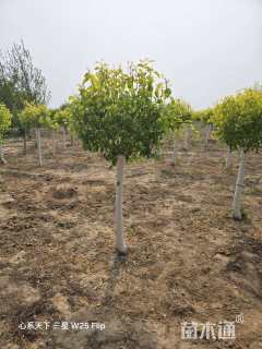 8公分金叶丝棉木