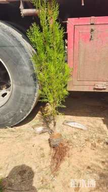 高度200厘米侧柏