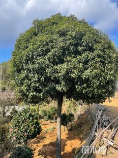 25公分桂花