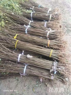 高度80厘米刺槐小苗
